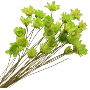 Green Preserved Flowers | 30 Stems